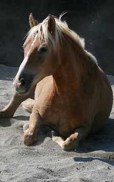 cavallo